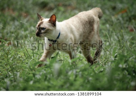 Cat wichianmas  is running on grass