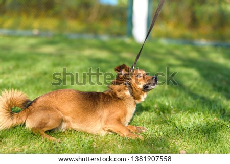 Frightened dog on a leash playing on the grass.