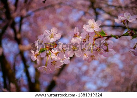 Pink flowering tree over nature background - Spring tree - Spring Background.