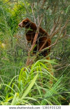 Matchie's tree kangaroo (Dendrolagus matschie) also known as the Huon tree-kangaroo is native to the Huon Peninsula of northeastern New Guinea island, within the nation of Papua New Guinea. Under the 