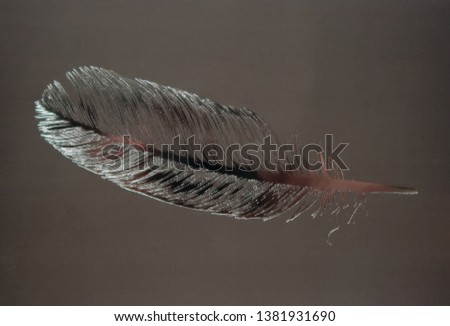 beautiful vintage feather on brown background