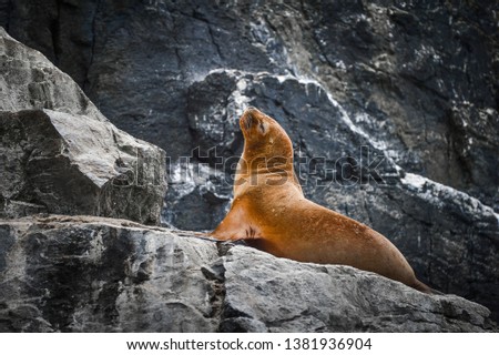 Otter on a rocks in Chile