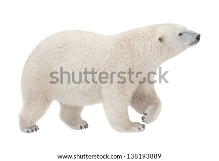 bear walking on a white background Royalty-Free Stock Photo #138193889