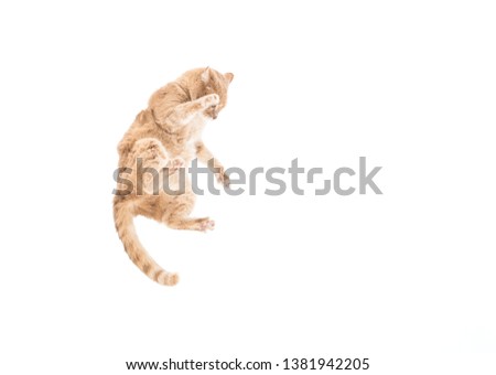 An American Short Hair cat is thrown into the snow, jumping and flying through the air.