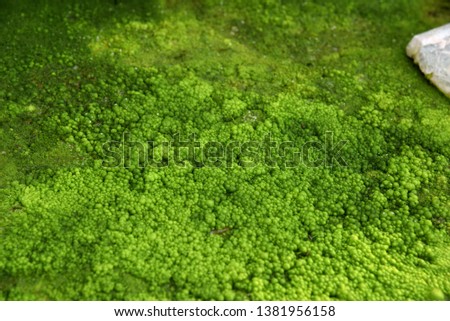 A single cell of seaweed that sticks to the area with water flowing Because the water flowing has both oxygen carbon dioxide And good circulating nutrients, good light Become green