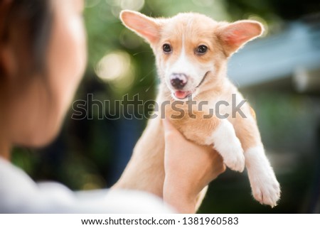 carry welsh corgi puppy happy