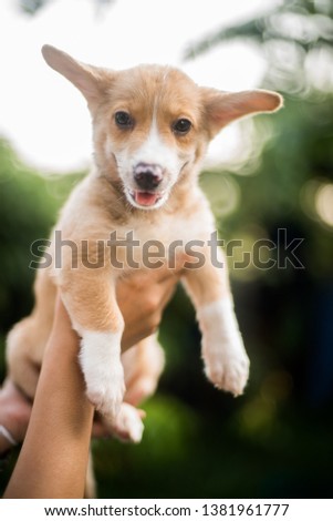 carry welsh corgi puppy happy