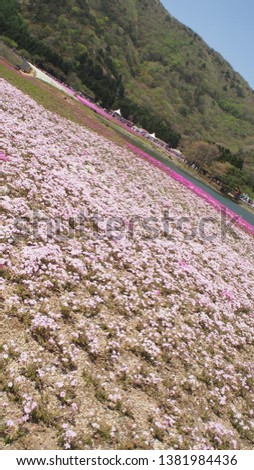 Shiba Sakura field of Fuji Park