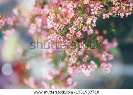 wildflowers, pink, small, many, on a blurred background, delicate pastel background colors, bokeh, spring flowers, mood