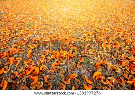 colorful of many orange Bastard Teak fall on the ground