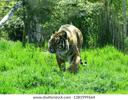 Sumatran tiger walking in green bushy background