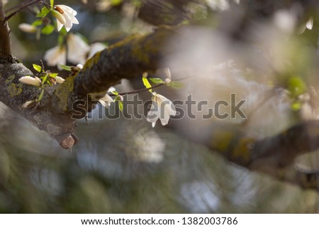 Magnolia with white flowers in early spring