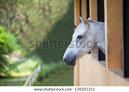 Picture of one horse staring at the green landscape