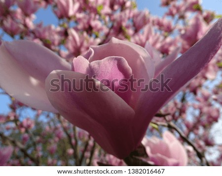 pink magnolia blossoms close up lit by the sun. spirit of the spring 