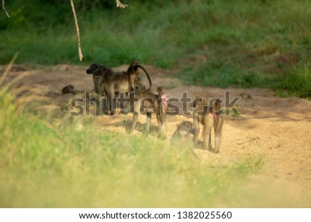 Baboon antics early in the morning