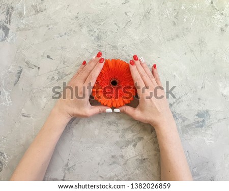 female hands, red manicure, gerbera flower on a gray concrete background