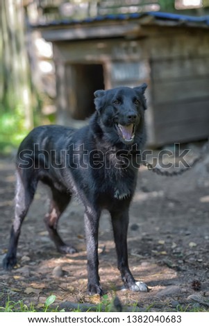 black dog half-breed of husky in summer