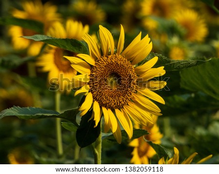 Sunflower in a garden at Kolkata, WB, India.