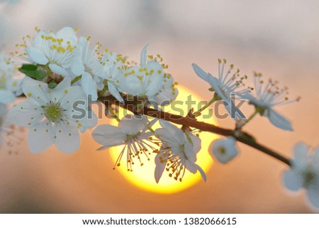 white flowers of apple tree spring background