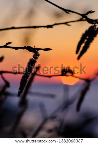 close-up of branches in the foreground and sunset in the background