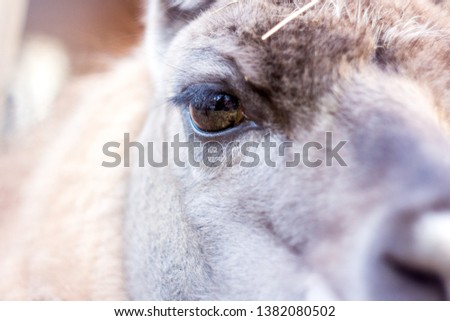 llama eye close up on the street