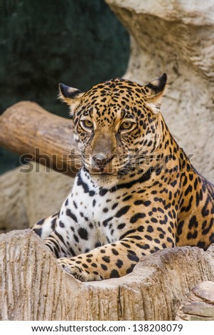 leopard in safari thailand.
