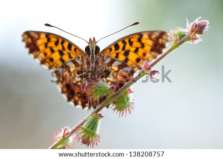 Boloria dia butterfly with open wings in nature