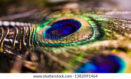 Peacock Feather Macro Wallpaper Abstract