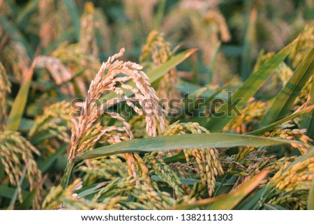 Rice ears in a paddy field, full frame