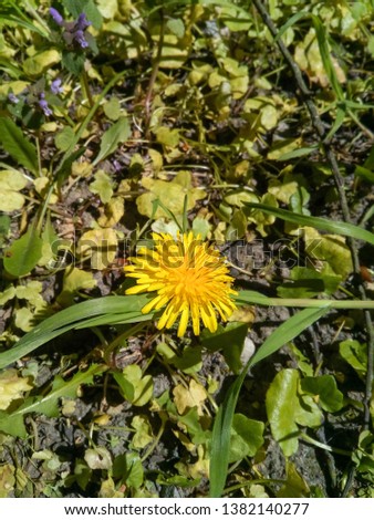 Yellow dandelion flower growing in the forest among green grass on a sunny spring day