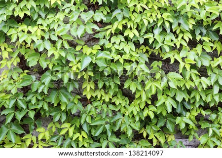 green leaves wall