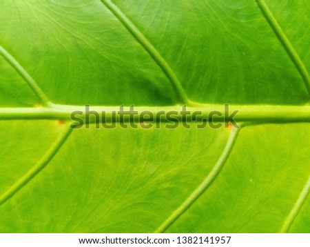 close up of green leaf texture background for  design (web, poster, brochure, flyer)