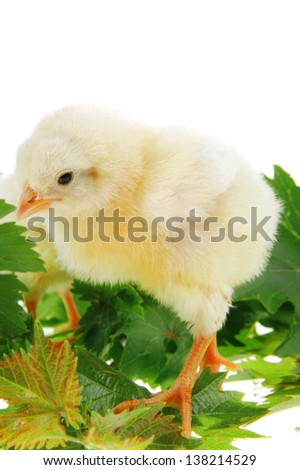 cute live little baby chicken isolated on white background on green leaves