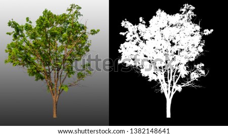 single tree with clipping path and alpha channel