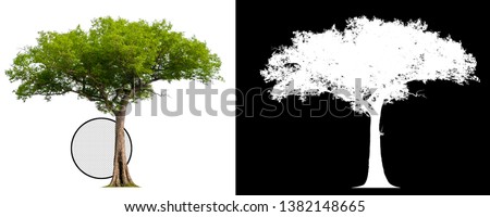 single tree with clipping path and alpha channel