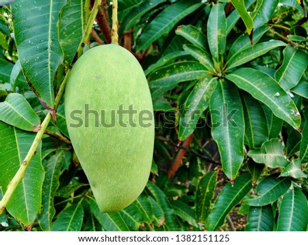 Big mango with beautiful green leaves