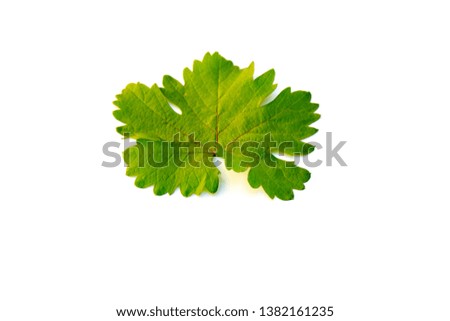 green leaf of grapes isolated on white