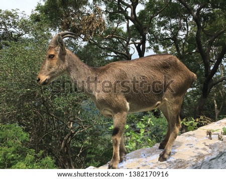 Nilgiri Tahr a specious of wild goat Found in the mountains of western ghats. This picture is captured in Anaimalai wildlife sanctuary near pollachi Tamilnadu India