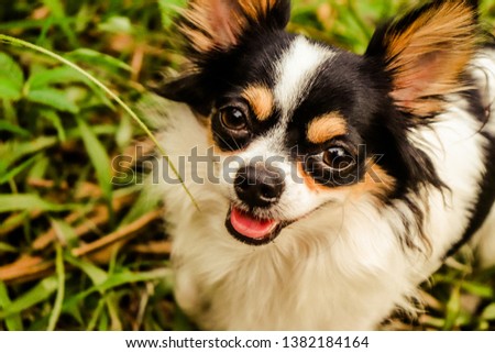 Chihuahua dogs that sit on the lawn