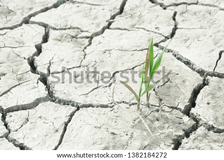 Dried field with wheat plant
