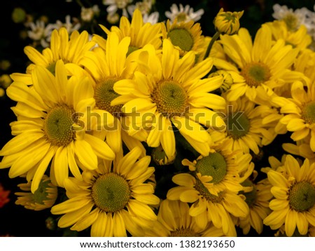 The Bouquet of Yellow Chrysanthemum Flowers blooming in The Garden