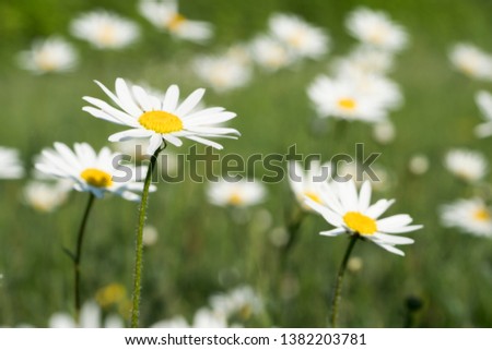 Flower meadow with camomiles in May