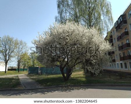 spring landscape in the city