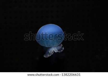 beautiful jellyfish in the ocean