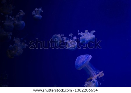 jellyfish in sea water picture