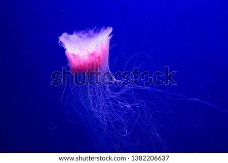pink jellyfish on blue background