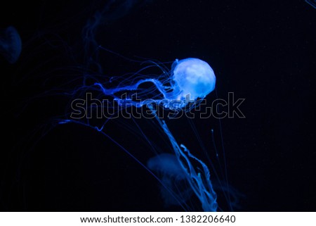 beautiful poisonous jellyfish sea wasp
