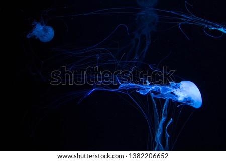 Poisonous Jellyfish - Sea Wasp