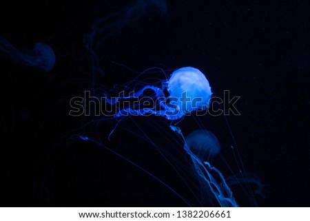 Poisonous beautiful jellyfish Sea Wasp