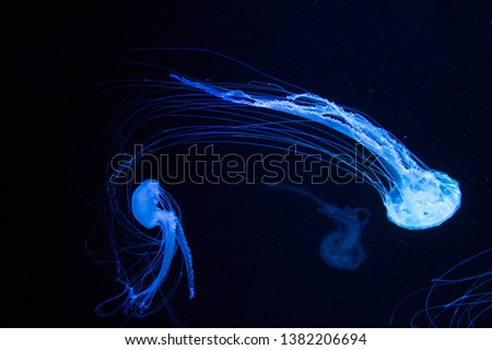 two beautiful jellyfish sea wasp